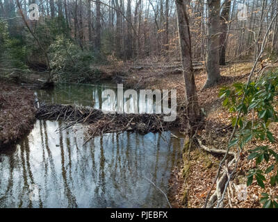 Beaver Dam sul flusso di Fairfax, Virginia Foto Stock