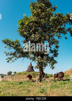 Pagoda Myatazaung, Mrauk U Foto Stock