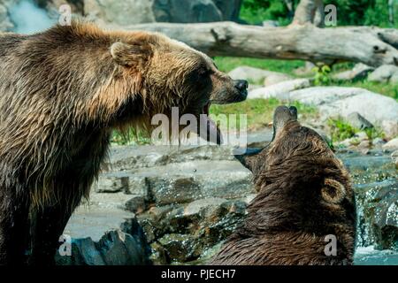 In Russia la costa Grizzly presentano. Orso bruno aka Grizzly, Ursus arctos. Gli orsi sono probabilmente lottano per mostrare la loro posizione dominante. Foto Stock