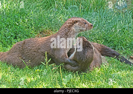 BRITISH OTTER Lutra lutra captive Foto Stock