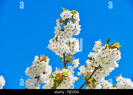 Gli alberi di ciliegio in piena fioritura, Jerte Valley, Spagna Foto Stock