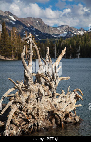 Gli alberi morti intorno al lago a ferro di cavallo, Inyo National Forest, California Foto Stock