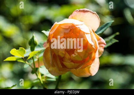 Il fiore di una signora di Shalott rose Foto Stock