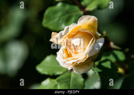 Il fiore di un crocus rose Foto Stock