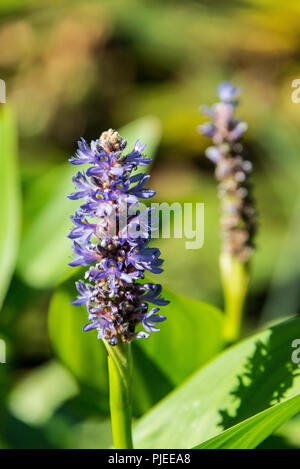 Una chiusura di testa dei fiori di un erbaccia pickerel (Pontederia cordata) Foto Stock