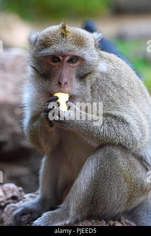 Langschwanzmakak o granchio eater (Macaca fascicularis), Phang Nga, Thailandia, Langschwanzmakak oder Krabbenesser (Macaca fascicularis) Foto Stock