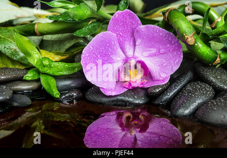 Concetto di Spa con il nero basalto pietre massaggio, rosa fiori di orchidea e lussureggiante fogliame verde coperta con acqua scende riflessa nell'acqua Foto Stock