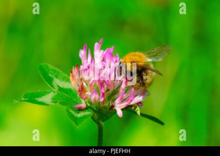 Macro di una singola ape su una rosa di fiori di montagna alla ricerca di nettare Foto Stock