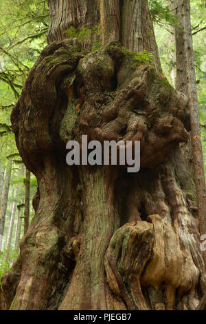 Canada's Gnarliest albero a Avatar Grove, Capitol distretto regionale, British Columbia, Canada Foto Stock