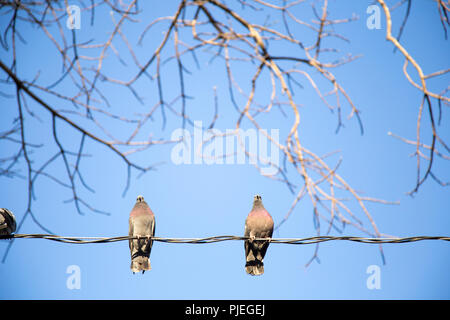 2 piccioni su un filo Foto Stock