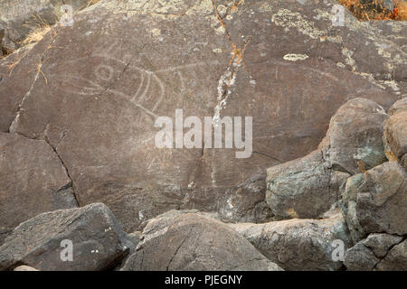 La guarnizione petroglyph lungo un sentiero costiero, East Sooke Parco Regionale, Sooke, British Columbia, Canada Foto Stock