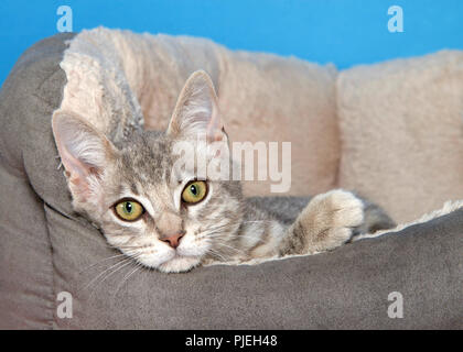 Ritratto di un adorabile tabby kitten posa in un letto di guardare direttamente viewer, sfondo blu Foto Stock