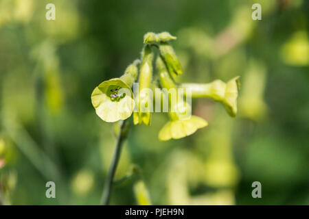 I fiori del tabacco di Langsdorff (Nicotiana langsdorffii) Foto Stock