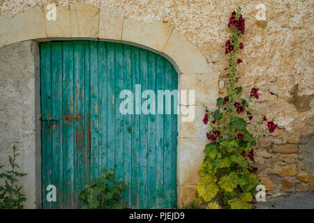 Hollyhocks fiori che sbocciano in Provenza, regione a sud della Francia Foto Stock