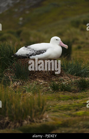 Un maschio adulto Albatro errante (Diomedia exulans) seduto sul suo nido su Bird Island, Georgia del Sud, sub-antartiche Foto Stock