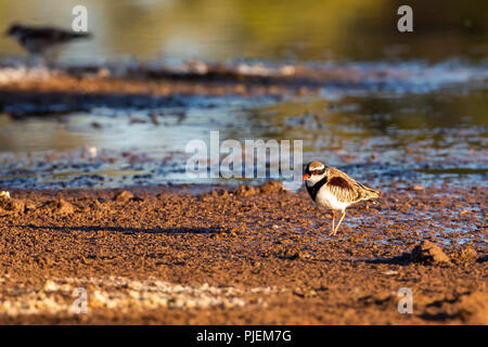 Nero-fronteggiata Beccaccia (Elseyornis melanops) Foto Stock