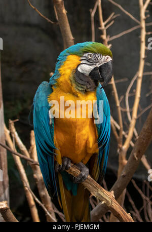 Blu e Oro macaw Foto Stock