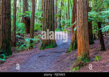 Rotorua Redwoods foresta - Equitazione e sentieri Foto Stock