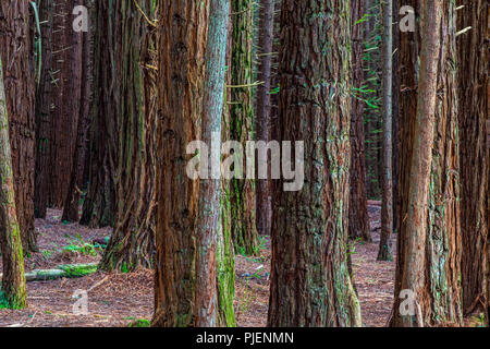 Rotorua Redwoods foresta - Equitazione e sentieri Foto Stock