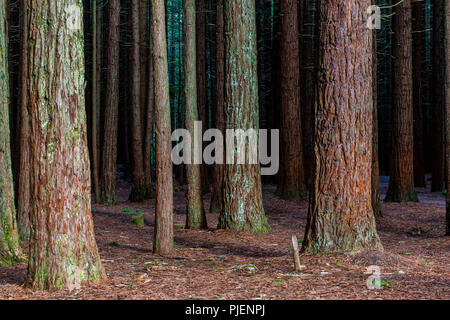 Rotorua Redwoods foresta - Equitazione e sentieri Foto Stock