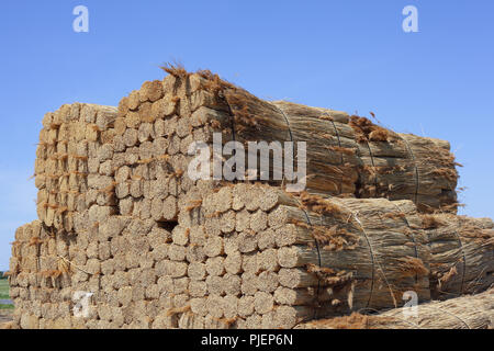 Bundle Reed, Bassa Austria, nuovo colono lago, Burgenland, Schilfbündel, Niederösterreich, Neusiedler See Foto Stock