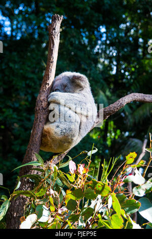 Il Koala bear dormire tra due arti in legno nella conservazione australiano foresta, Phascolarctos Cinereus Foto Stock
