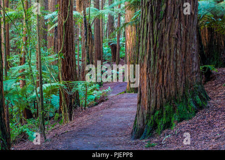 Rotorua Redwoods foresta - Equitazione e sentieri Foto Stock