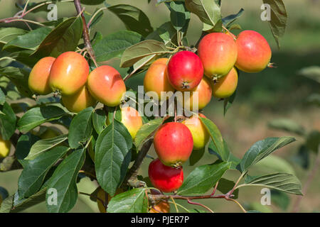 Crab Apple, Malus 'John Downie', con rosso, giallo-arancio frutto ovoidale sulla struttura ad albero, Berkshire, Agosto Foto Stock