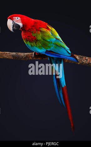 Macaw Parrot isolati su sfondo nero Foto Stock