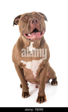 Pitbull Red Nose davanti a uno sfondo bianco Foto Stock