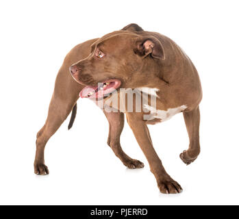 Pitbull Red Nose davanti a uno sfondo bianco Foto Stock