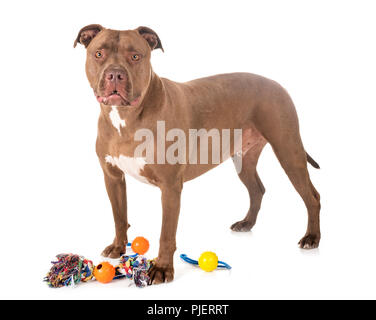 Pitbull Red Nose davanti a uno sfondo bianco Foto Stock