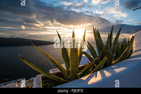 Aloe cactus e mare nel tramonto Foto Stock