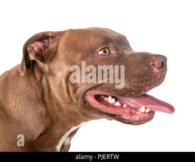 Pitbull Red Nose davanti a uno sfondo bianco Foto Stock