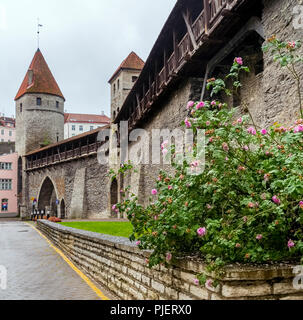 Bella rosa rosa bush lungo le mura medievali della città vecchia di Tallinn, Estonia Foto Stock