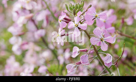 Rosa cavolo fiore in fiore nel campo Foto Stock