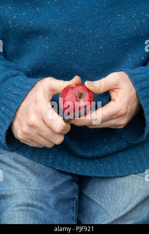 Malus domestica. Uomo taglio di aprire un Apple 'Redlove era". Regno Unito Foto Stock