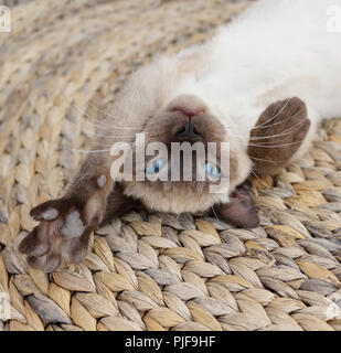 Giovani cat, tailandese, punto di tenuta, si trova sulla sua schiena Foto Stock