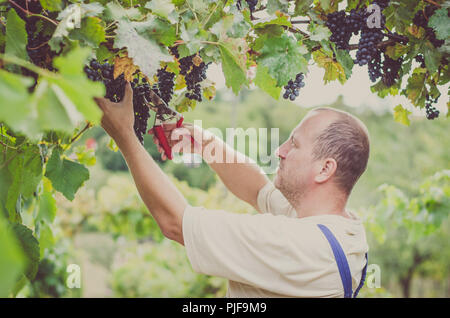 Taglio contadino sano blu uva matura in vigna Foto Stock