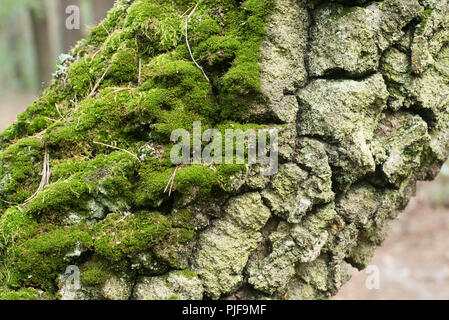 La betulla tronco di albero coperto con moss messa a fuoco selettiva Foto Stock