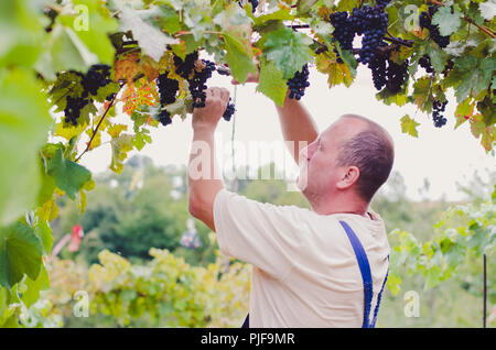 Taglio contadino sano blu maturi grappoli di uva outsoors in vigna Foto Stock