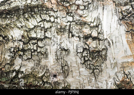 Vecchi log di betulla macro messa a fuoco selettiva Foto Stock