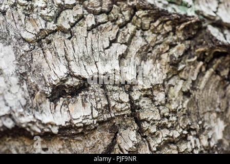 Vecchi log di betulla macro messa a fuoco selettiva Foto Stock