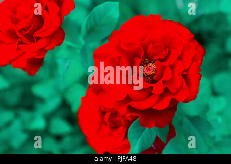 Dolci rose rosse crescono nel giardino. Estate sfondo floreale. Vista dall'alto. Macro. Sfondo sfocato Foto Stock