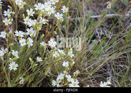 Fiori Selvatici nella prateria Foto Stock