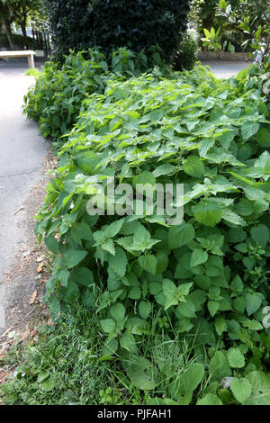 Una grande area di Comune di ortiche noto anche come bruciore di ortiche in un parcheggio a Bognor Regis, West Sussex, Regno Unito. Foto Stock