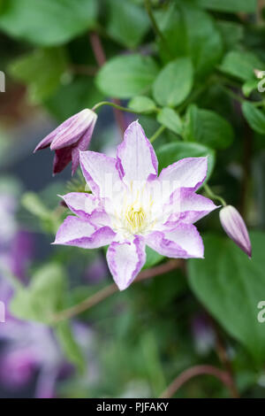 La clematide 'fascino fortunato' Fiore. Foto Stock