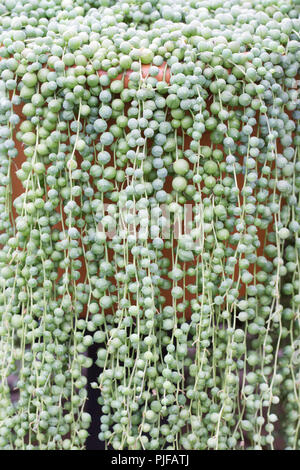 Senecio rowleyanus. Filo di Perle. Foto Stock