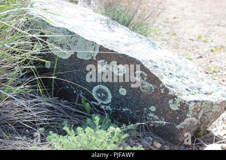 Roccia su praterie di piante autoctone e licheni Foto Stock