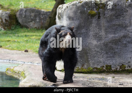 Orso andino camminando in zoo Foto Stock